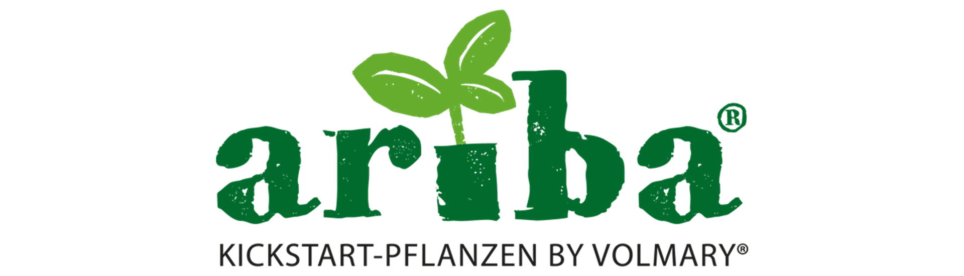 ariba-jungpflanzen-volmary-4_Kopie_1.png